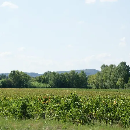 Vineyard In * Montfrin