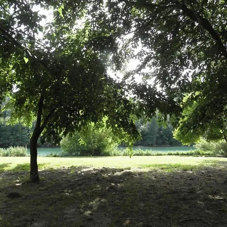 Vineyard In Villa Montfrin