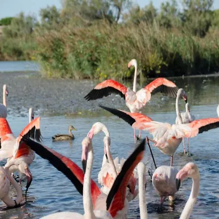 Vila Vineyard In Montfrin