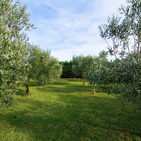 Vineyard In Villa Montfrin
