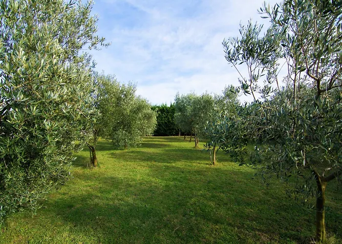 Vineyard In Villa Montfrin